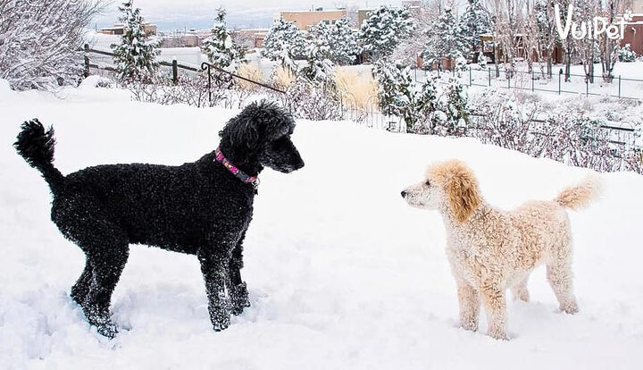 Chó Poodle đen nhỏ nhắn trong nhà