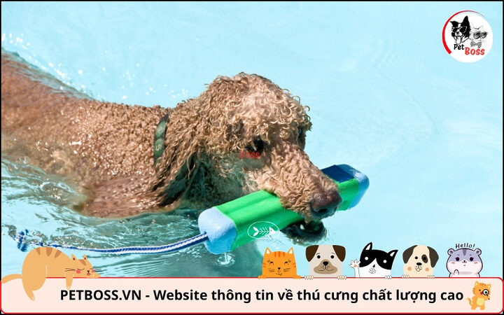 Chó Poodle đi dạo trong bóng râm, duy trì chế độ vận động an toàn trong điều kiện nhiệt độ thích hợp cho chó