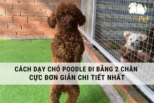 Chó Poodle đứng bằng hai chân trước mặt chủ, học cách di chuyển, minh họa cách dạy chó Poodle đi bằng 2 chân