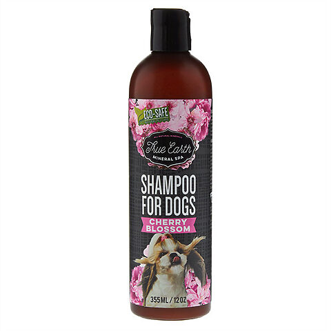 Chó Poodle được chủ tắm bằng sữa tắm chuyên dụng