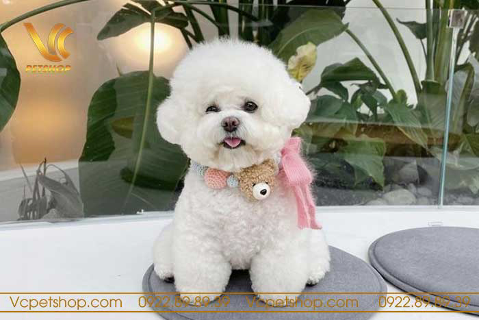 Chó Poodle Màu Trắng Bao Nhiêu Tiền? Bảng Giá & Yếu Tố Ảnh Hưởng Toàn Diện