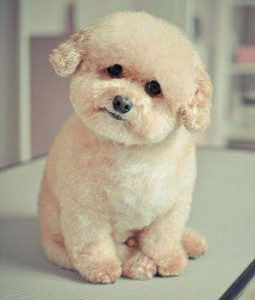 Chó Poodle kem với bộ lông xoăn mượt mà