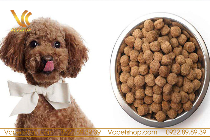 Chó Poodle Không Chịu Ăn Hạt: Nguyên Nhân và Giải Pháp Toàn Diện