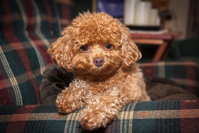 Chó Poodle là giống chó phổ biến bậc nhất được nhiều người yêu chó lựa chọn vì mức giá hợp lý chỉ từ 5 triệu Chó Poodle là giống chó phổ biến bậc nhất được nhiều người yêu chó lựa chọn vì mức giá hợp lý chỉ từ 5 triệu