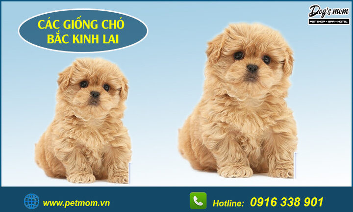 Chó Bắc Kinh lai Poodle: Đặc điểm, cách chăm sóc và giá bán