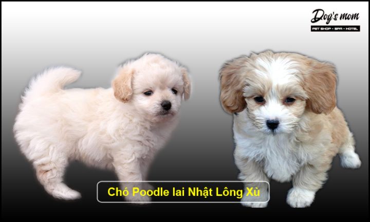 Giống Chó Nhật Lông Ngắn: Đặc Điểm, Chăm Sóc và Giá Bán Chi Tiết