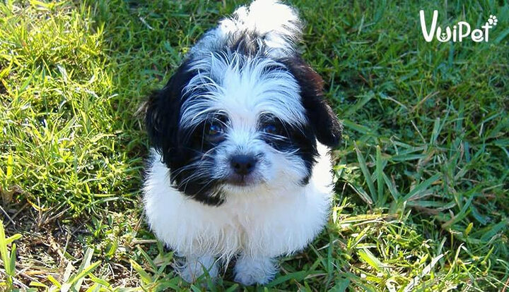 Chó Poodle lai Nhật với bộ lông xoăn