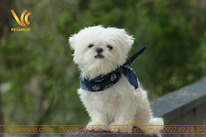 Chó Poodle liếm hậu môn thể hiện sự khó chịu