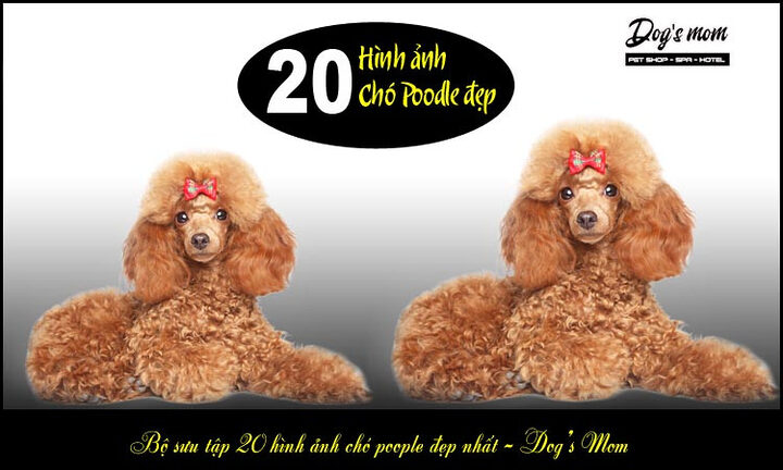 Kinh nghiệm chọn chó Poodle: Hướng dẫn chi tiết từ A-Z