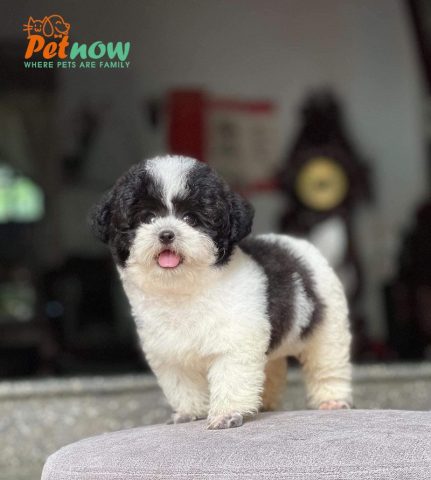 Chó Poodle Tiny Bò Sữa: Đặc Điểm, Cách Chăm Sóc Toàn Diện Và Giá Thị Trường