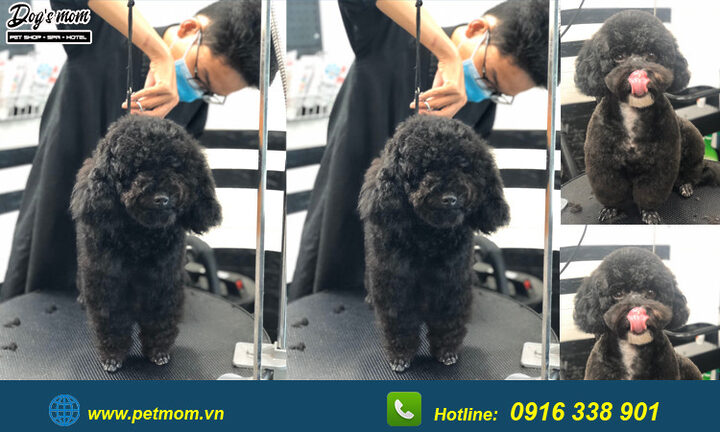 Chó Poodle Màu Nâu Đen: Đặc Điểm, Chăm Sóc Và Sức Khỏe Toàn Diện