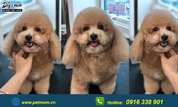 Chó Poodle màu kem nhã nhặn Chó Poodle màu kem nhã nhặn