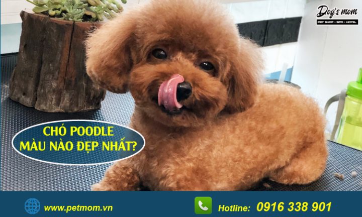 Các Màu Của Chó Poodle: Khám Phá Thế Giới Sắc Màu Lông Tuyệt Đẹp