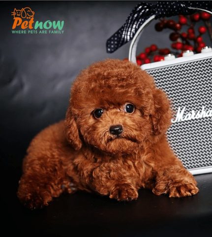 Chó Poodle Tiny Nâu Đỏ: Đặc Điểm, Giá & Cách Chăm Sóc
