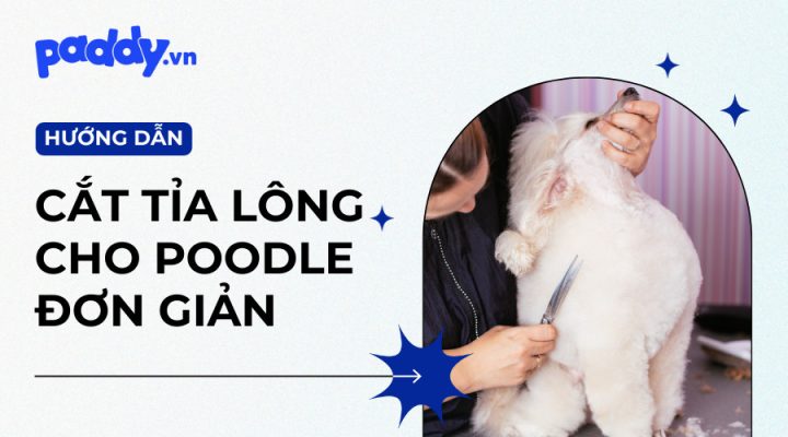 Chó Poodle màu trắng với bộ lông được cắt tỉa đẹp mắt Chó Poodle màu trắng với bộ lông được cắt tỉa đẹp mắt