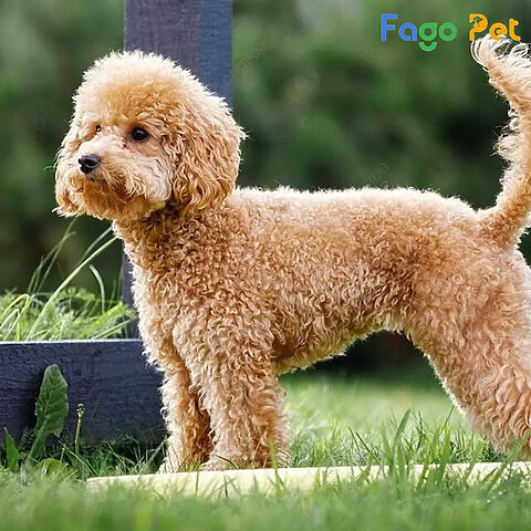chó poodle màu vàng kem đang chơi đùa