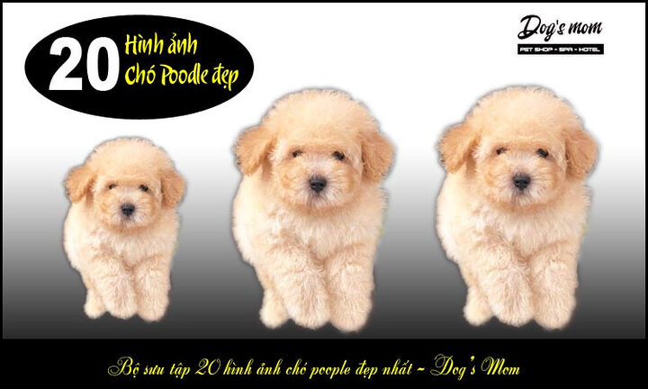 Kinh nghiệm chọn chó Poodle: Hướng dẫn chi tiết từ A-Z