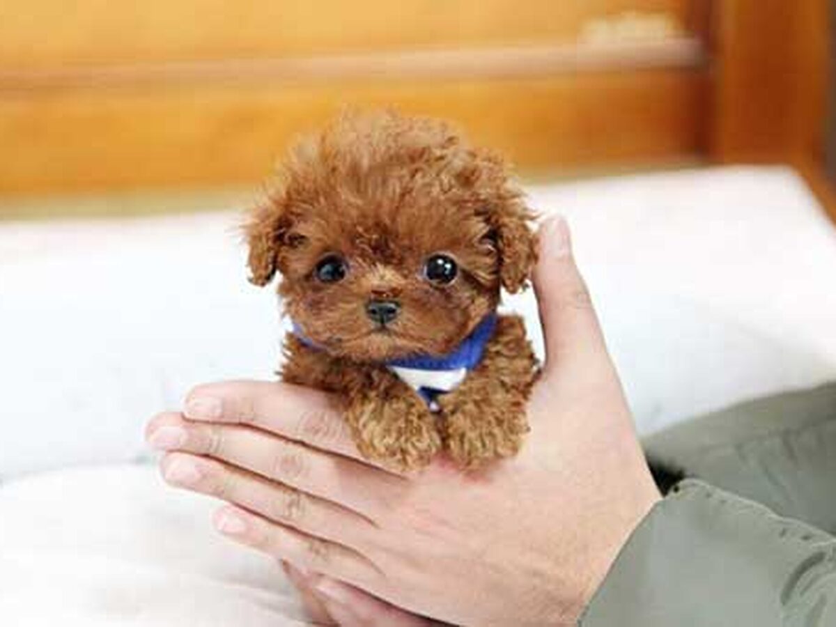 Chó Poodle Giá 1 Triệu: Những Điều Cần Biết Về Giống Chó Dễ Nuôi Này Chó Poodle giá 1 triệu: Thực tế và độ phổ biến