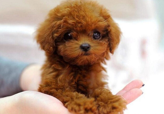 chó Poodle nhỏ gọn, lý tưởng để nuôi trong nhà