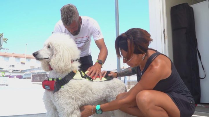 Chó Poodle Nilo trong đội chó cứu hộ, sẵn sàng cứu nạn