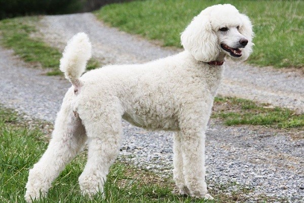 Chó Poodle Màu Trắng Bao Nhiêu Tiền? Bảng Giá & Yếu Tố Ảnh Hưởng Toàn Diện