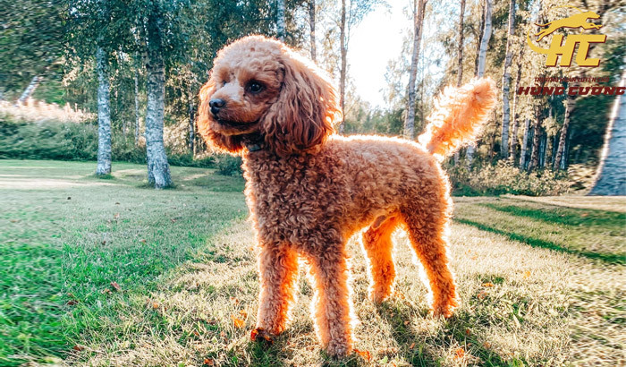 Chó Poodle thông minh, giống chó giá rẻ dễ nuôi và ít rụng lông