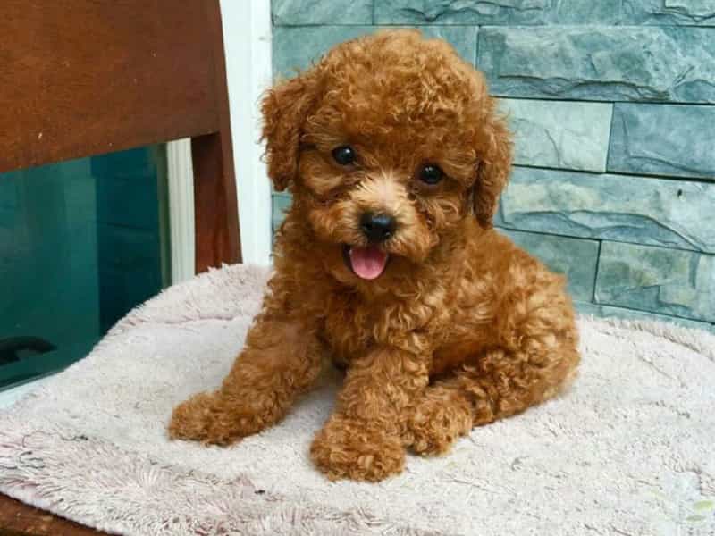 Chó Poodle Tiny Nặng Bao Nhiêu Kg? Chuẩn Kích Thước & Chăm Sóc