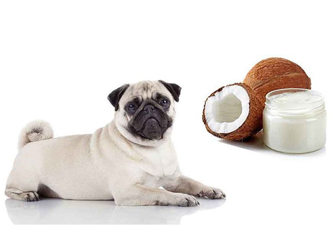 Chó poodle trắng ăn thịt dừa tươi ngon, minh họa lợi ích dinh dưỡng của dừa cho thú cưng