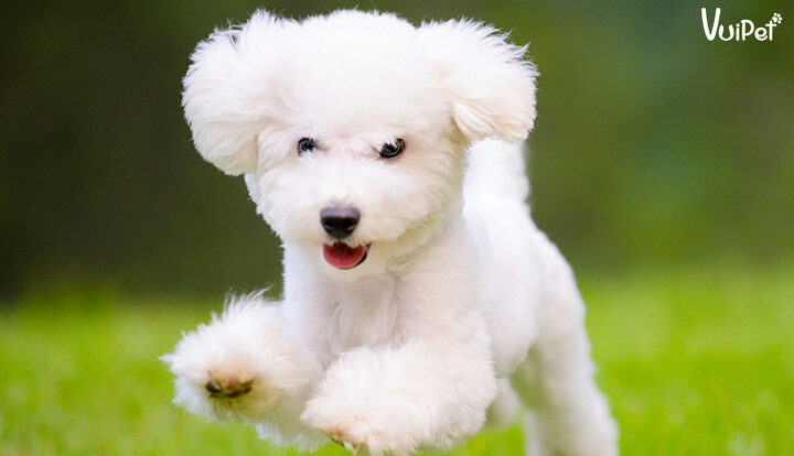 Chó Poodle trắng với bộ lông xoăn đặc trưng và khuôn mặt tinh nghịch
