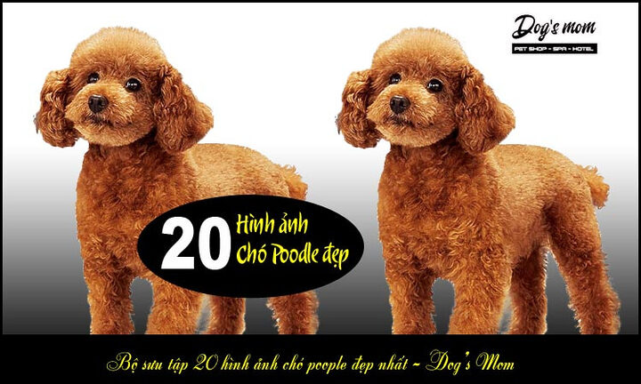 Kinh nghiệm chọn chó Poodle: Hướng dẫn chi tiết từ A-Z