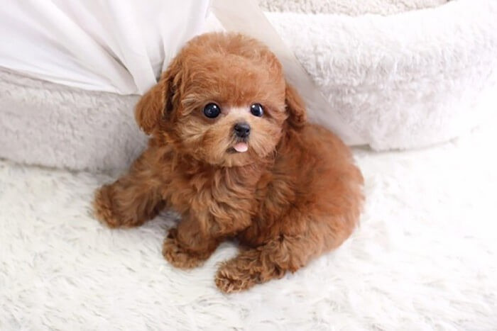 Chó Poodle với bộ lông xoăn đặc trưng, một giống chó thích hợp nuôi trong nhà và gần như không mùi
