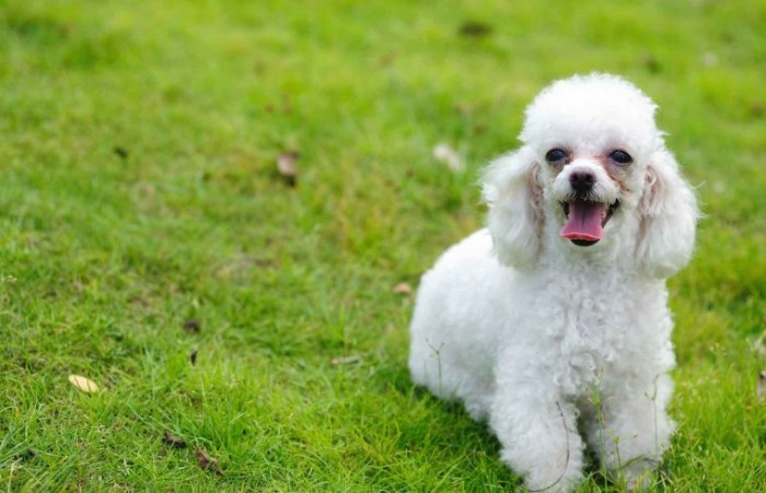 Chó Poodle với bộ lông xoăn đặc trưng, một trong những tên các loại chó cảnh đẹp được ưa chuộng