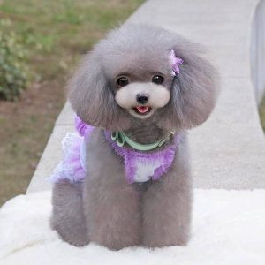 Chó Poodle xám với bộ lông xoăn dày dặn
