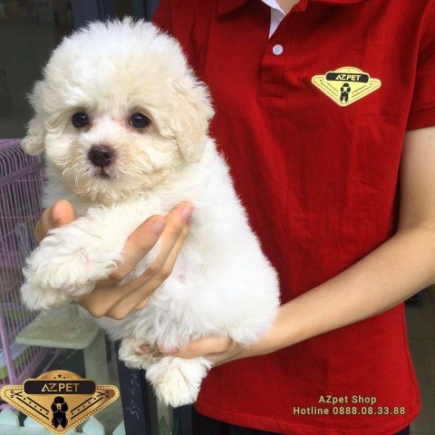 Chó Poodle