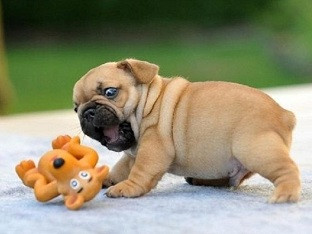 Mua Bán Chó Mặt Xệ Pug: Giá & Kinh Nghiệm Chi Tiết