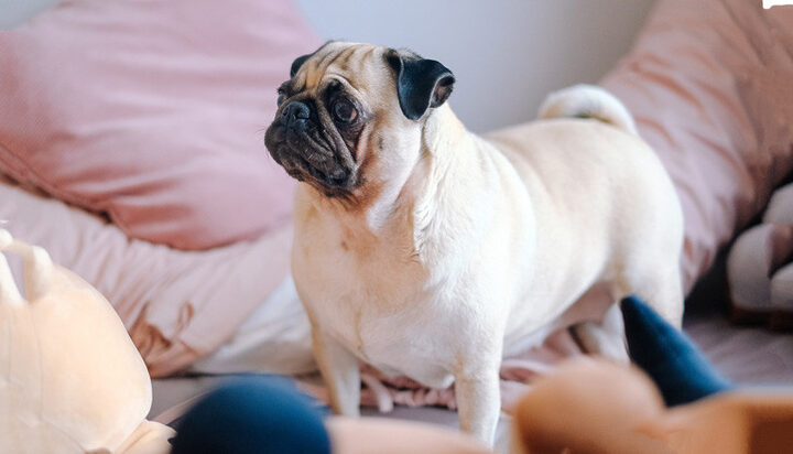 Chó Pug béo phì đang nằm, cảnh báo về nguy cơ thừa cân khi nuôi chó Pug và tầm quan trọng của vận động