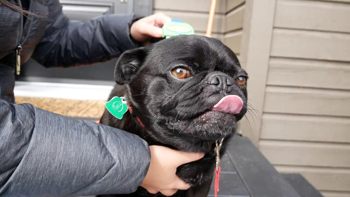 Chó pug bị rụng lông