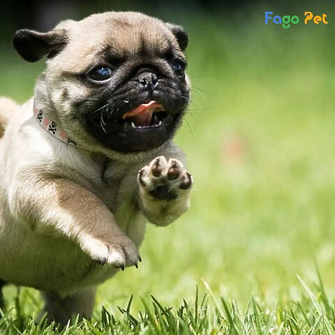 Chó Pug biểu cảm tội lỗi sau khi đi vệ sinh sai chỗ, cần sự điều chỉnh kịp thời