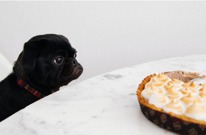 Kinh nghiệm Nuôi Chó Pug: Chăm sóc toàn diện cho cún cưng