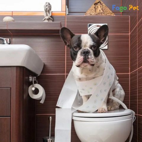 Chó Pug con học cách đi vệ sinh đúng chỗ trên tấm lót huấn luyện