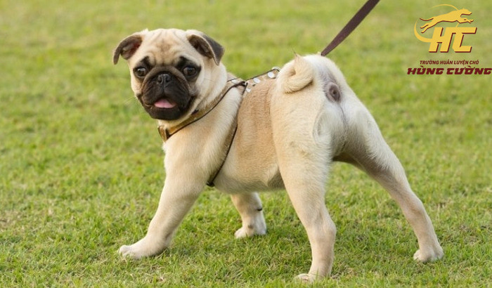 Chó Pug đáng yêu, một giống chó giá rẻ dễ nuôi nhưng cần chăm sóc đặc biệt