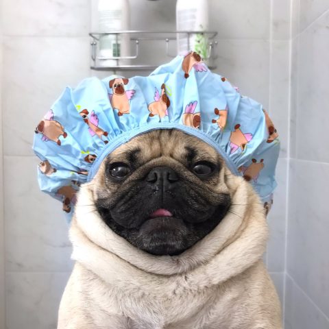 Chó Pug đội mũ tắm