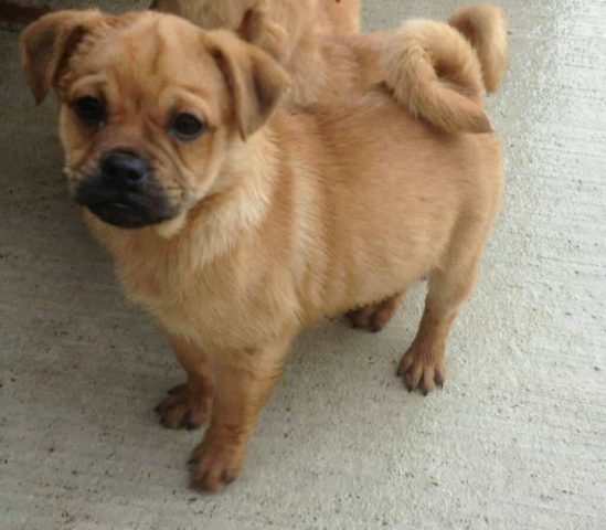 Chó Lạp Xưởng Lai Pug: Ngoại Hình, Tính Cách và Cách Chăm Sóc