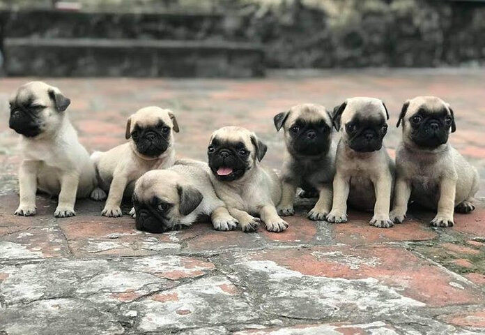 Chó Pug mặt xệ con màu be đang ngồi trên chăn mềm, tượng trưng cho những chú chó Pug khỏe mạnh được cung cấp tại các cửa hàng bán chó mặt xệ