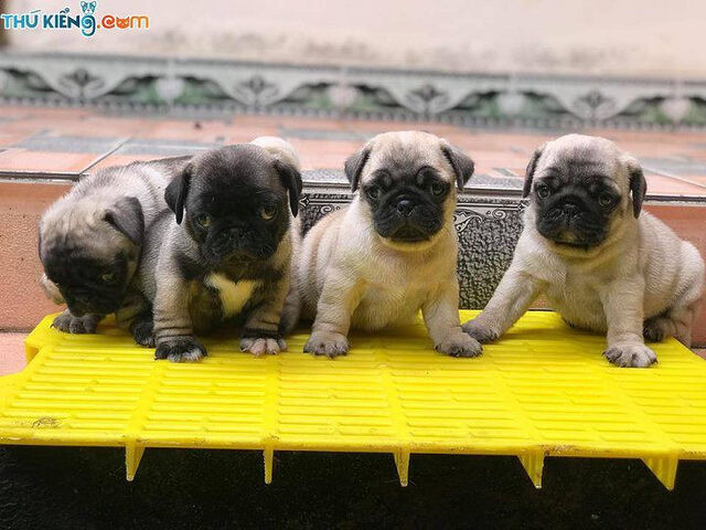 Chó Pug mặt xệ con với bộ lông màu vàng nhạt, đôi mắt to tròn, đang tìm kiếm chủ mới tại các địa chỉ bán chó Pug uy tín