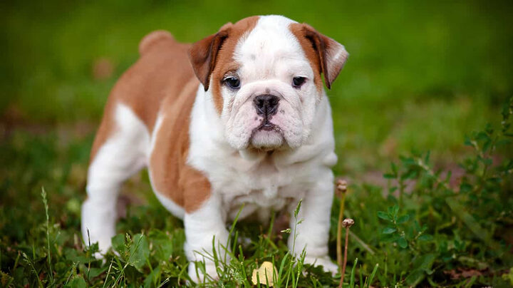 Chó Pug mặt xệ HD đáng yêu với ánh mắt trìu mến