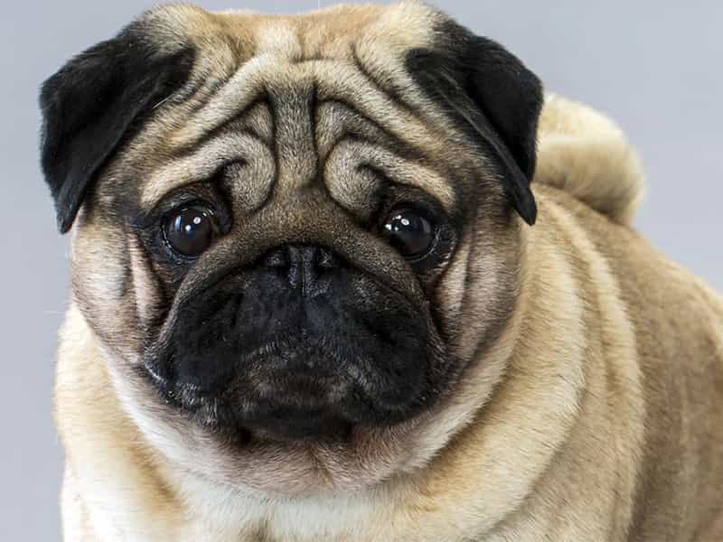 Chó Mặt Xệ Dễ Thương: Khám Phá Giống Chó Độc Đáo và Cách Chăm Sóc