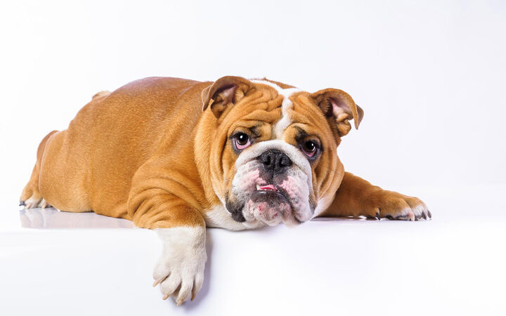 Chó Pug mặt xệ với đôi tai cụp ngộ nghĩnh