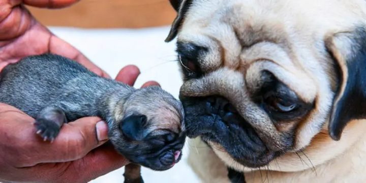 Chó Pug mẹ đang chăm sóc đàn Pug con mới đẻ, hình ảnh minh họa cách chăm sóc chó Pug con