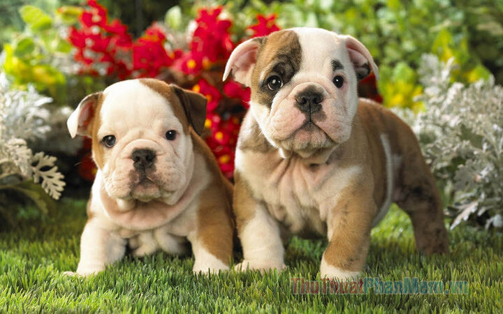 Chó Pug với biểu cảm hài hước, mắt to tròn đáng yêu